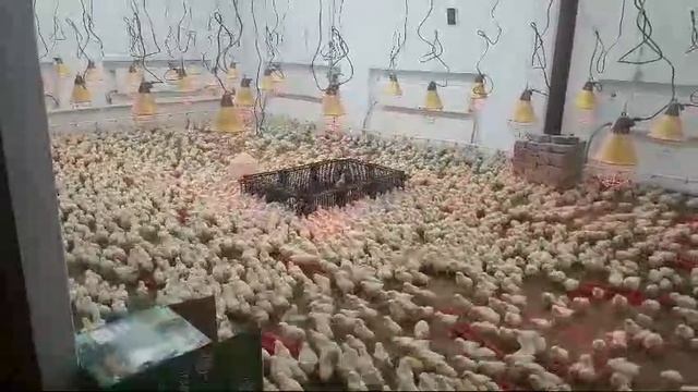 1000091498.mp4