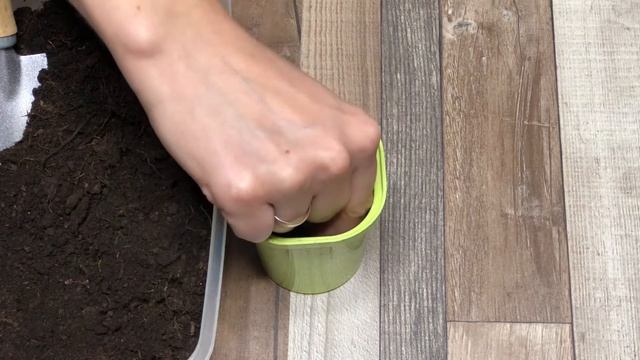 Как посеять огурцы на рассаду