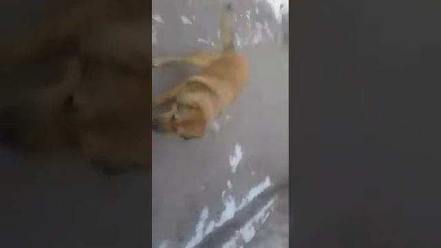 Кыргыз добот