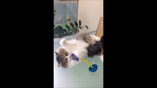 Кошечка Вафелька в нашем отеле "Мир Мяу"