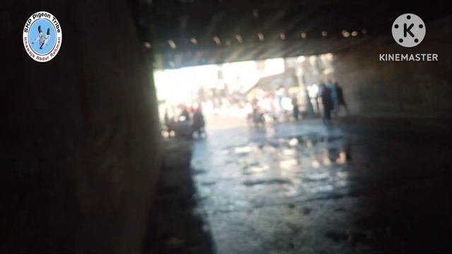 23) Lari Ada Lahore| Lari Big Kabootar Mandi| Kabutar Mandi badami bagh| SKP Pigeon Tribe