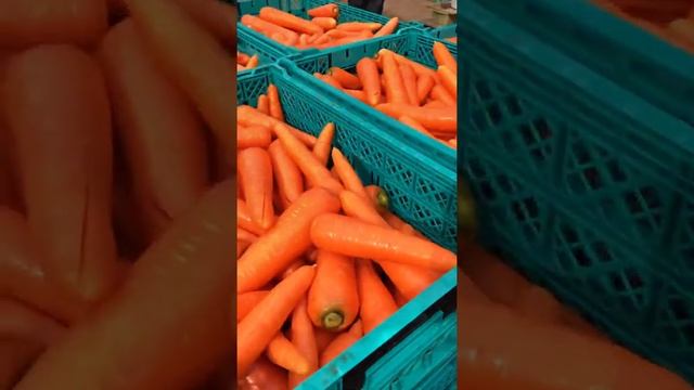 Carrots harvesting & packing.  Agri Pinoy Farm Japan