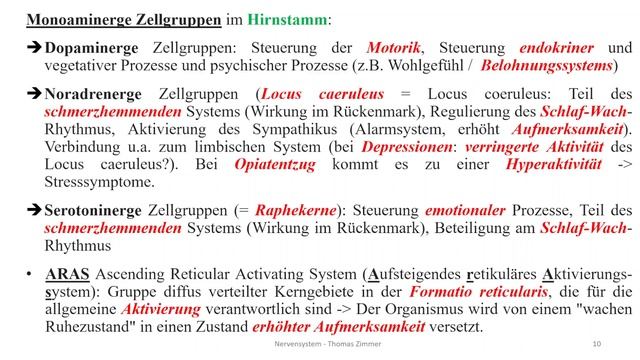 Nervensystem 7: ZNS Teil II - Hirnstamm,  Kleinhirn, Zwischenhirn