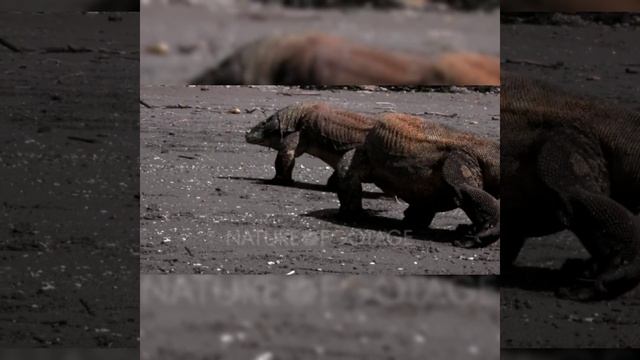 #viral #shorts #trending #facts #unknownfacts #komododragon
