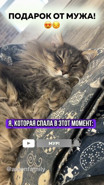 Подарок от мужа #кототерапия#кошечки#приколыкоты#котыприколы#astenfamily#котик