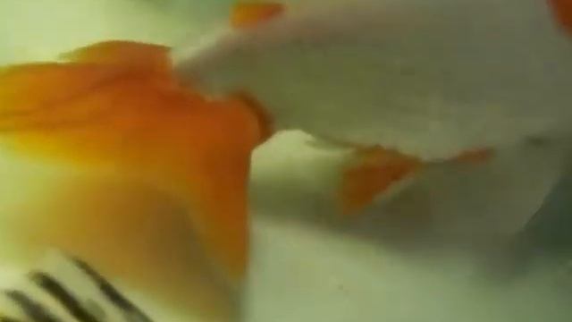 2015/1/19 新着魚のご紹介です その1 КАЦУМИ шоутен