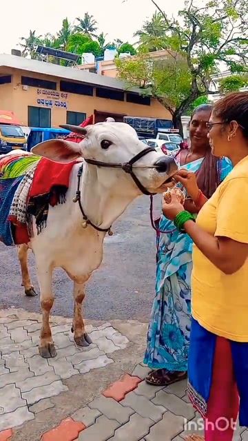 #basava #intemple #marigudi #urva