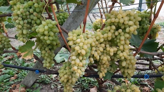 к-ш Нептун 2023