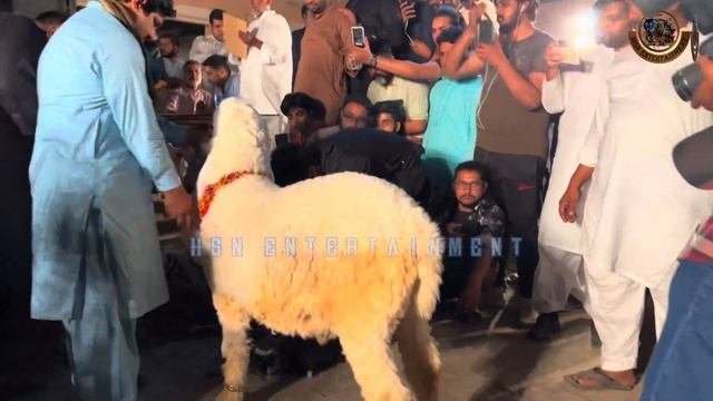 The World Biggest Kajla Chatra 2022 Show 219-KG New World Record - Hsn Entertainment