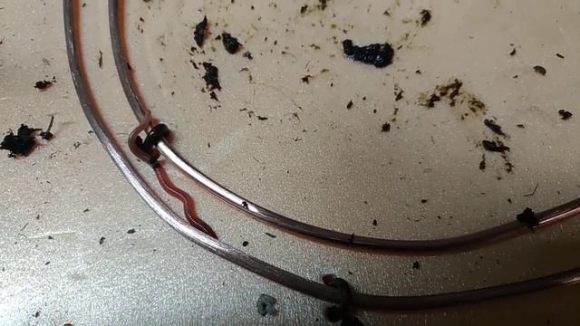 Эксперимент на мальках 1вольт и 3 вольта.