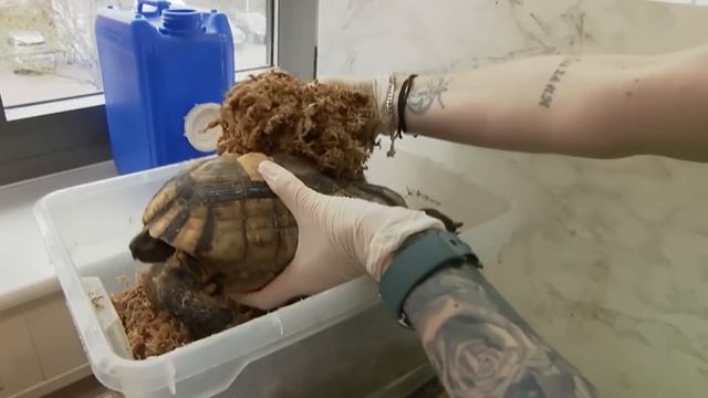 Вот Как Черепахи Заканчивают Свои Жизни
