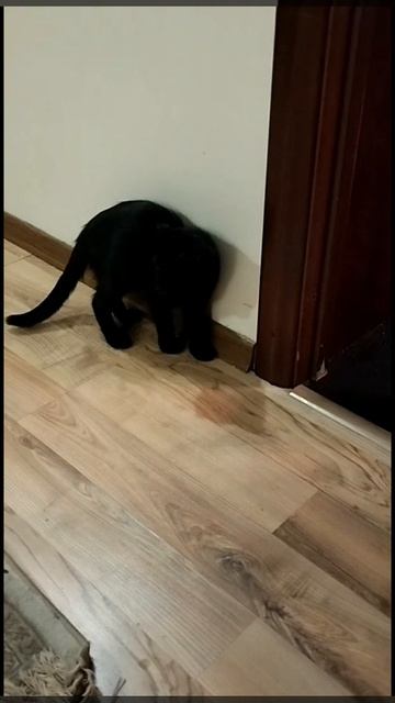 Привет из дома от Наоми