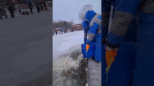 Запуск гольца, палии и форели.