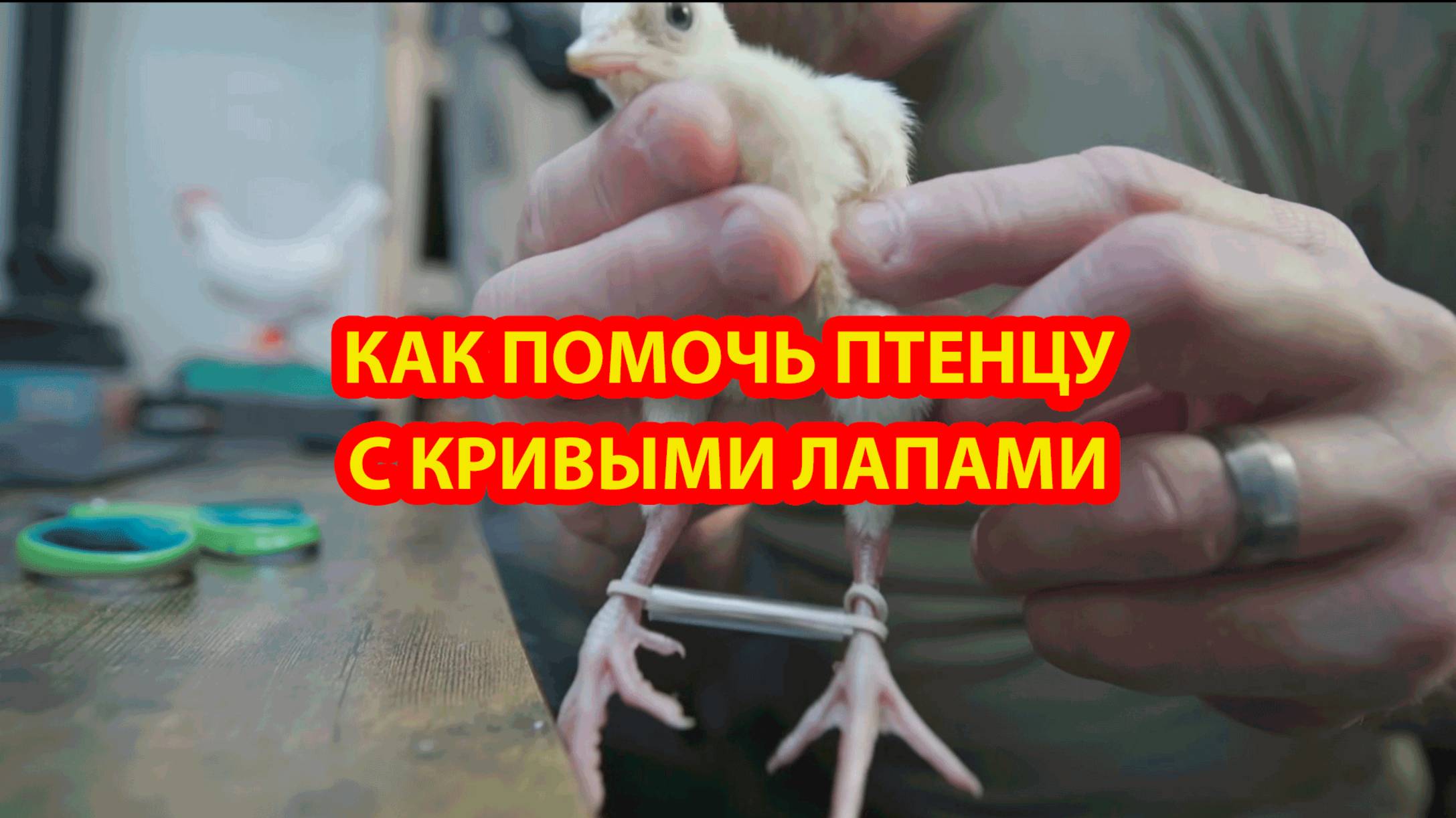 Как исправить лапки индюшонку соломинкой и резинкой ❣️🤗😍