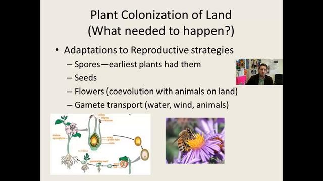 Kingdom Plantae--Origins and Phylogeny
