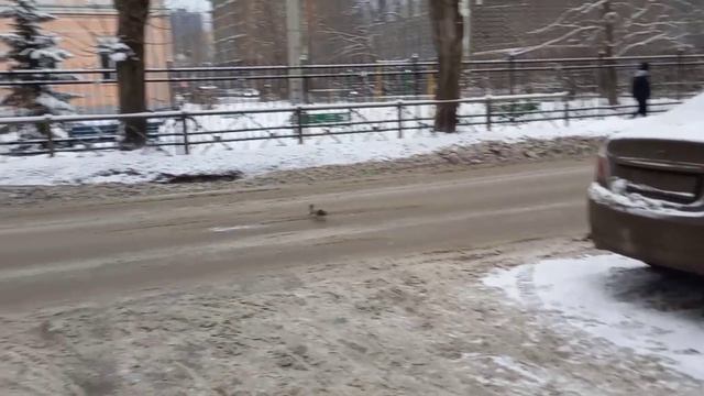 Белки в городе!