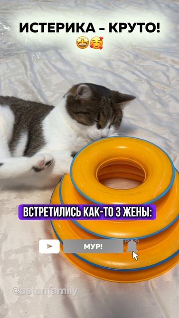 Закатывать истерику #кототерапия#кошечки#приколыкоты#котыприколы#astenfamily#котик