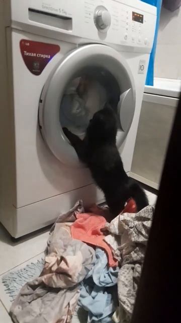 кошка охотится на стиральную машинку
