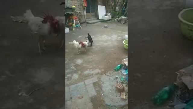 The dog and two cocks