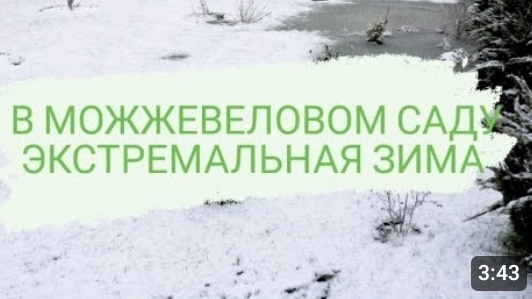 В МОЖЖЕВЕЛОВОМ САДУ ЭКСТРЕМАЛЬНАЯ ЗИМА. 5.01.2023 БЕЛАРУСЬ, ГОМЕЛЬСКАЯ ОБЛАСТЬ