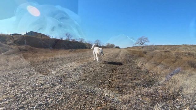 Собака преградила дорогу скорой, вы будете ШОКИРОВАНЫ, узнав причину!