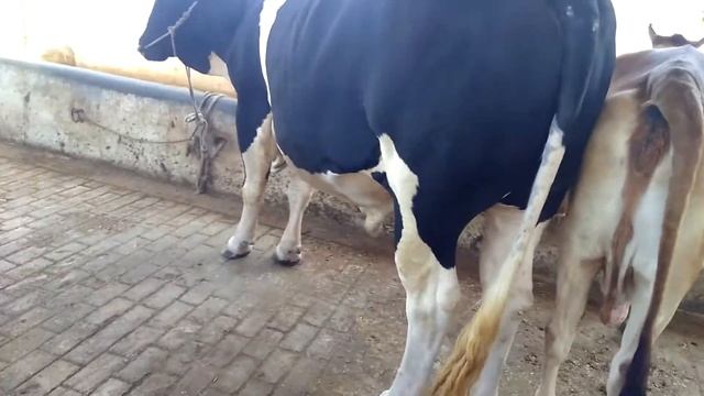 33 MAN LIVE WEIGHT HEAVIEST BULL EVER ABDUL WAHAB CATTLE FARM | HA GOATS