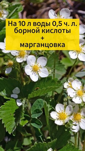 Обработка клубники для завязей борной кислотой и марганцовкой