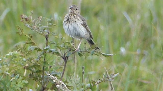 Świergotek łąkowy / Meadow Pipit