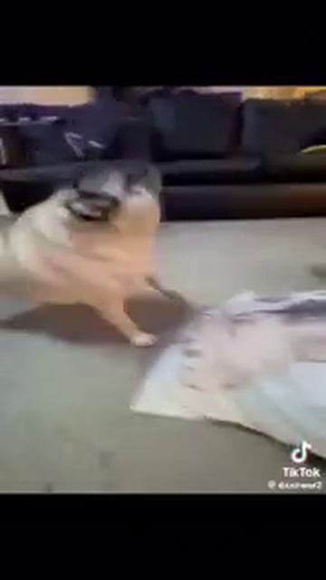 1000010771.mp4
