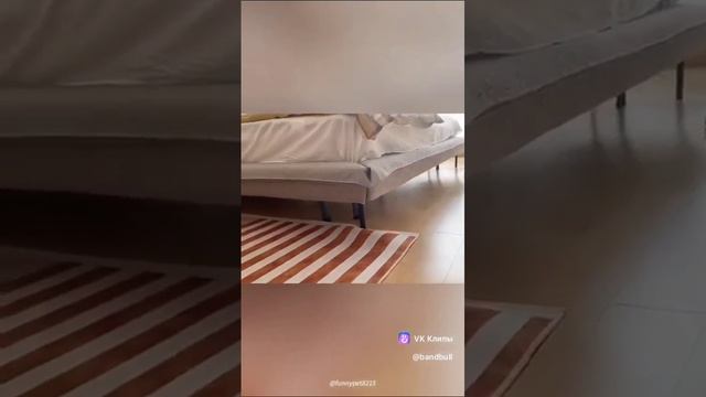 самые смешные коты и кошки🤣🤣🤣🤣