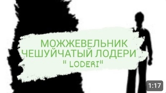 МОЖЖЕВЕЛЬНИК ЧЕШУЙЧАТЫЙ ЛОДЕРИ