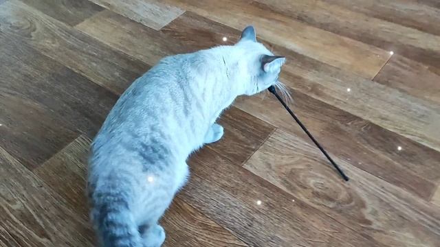 Наши любимые кошечки 😻 С утра у всех свои заботы!У Сони утренние игры!