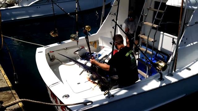 Blue Marlin Weigh In