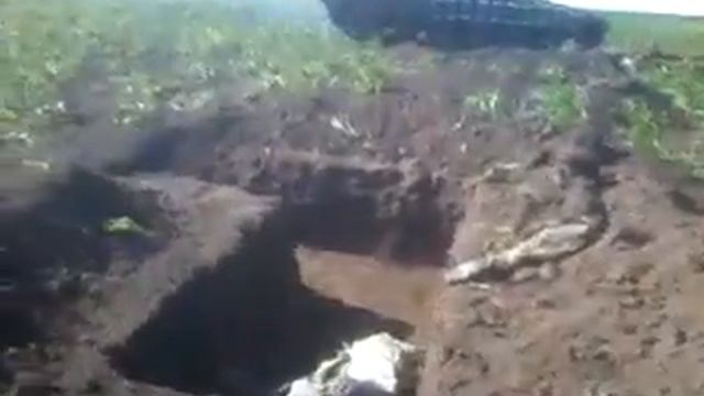 Должанка 2014