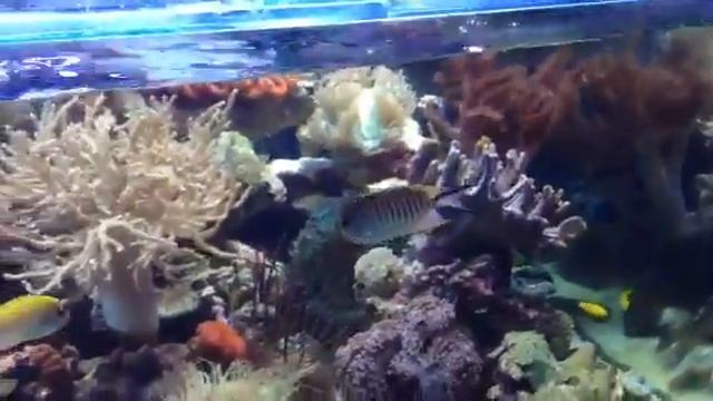 Zebra angel fish are perfect for reef aquariums