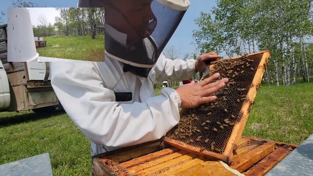 Beekeeping Canada 2023 day 45