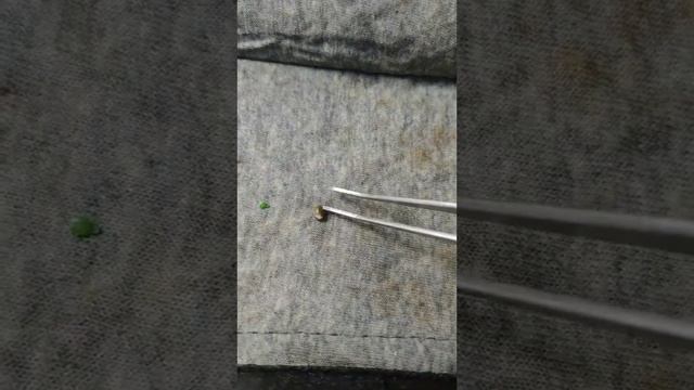 36 часов что происходит с семенами в сидбаге