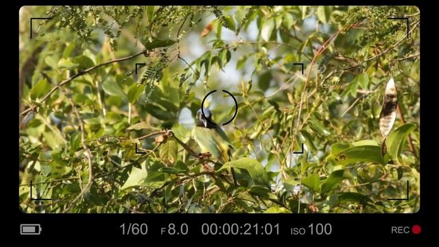 Green Jay