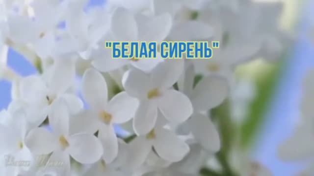 БЕЛАЯ СИРЕНЬ. Дуэт. Стихи, вокал Людмила Бабкина; музыка, вокал Игорь Дудин.