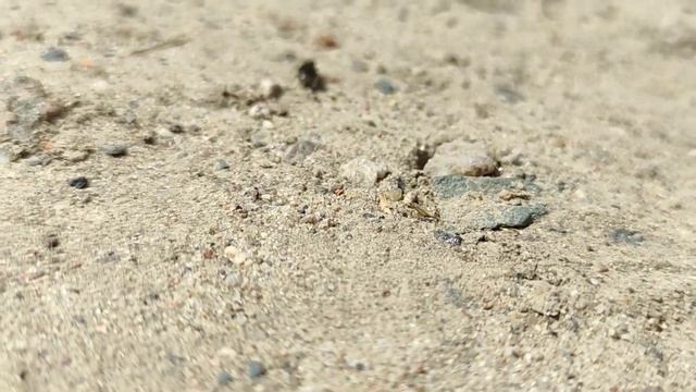 Lasius niger  Lasius alienus БЕСПЛАТНО, ссылка на магазин в описании!