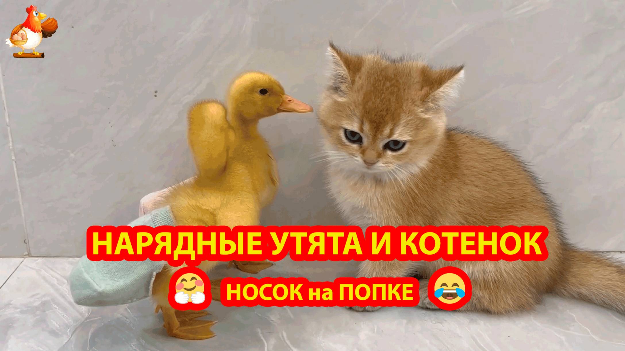 Утята в трусиках из носков и Котенок ❣️🤗😍