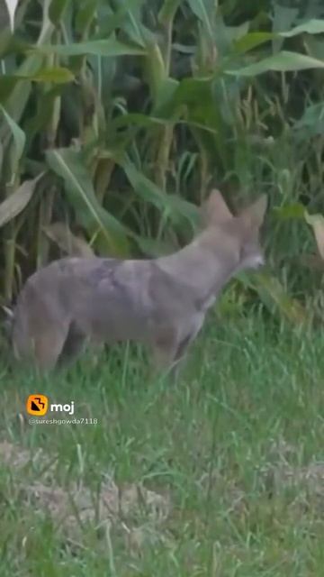 sound's. ...animals#sounds#