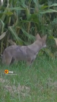 sound's. ...animals#sounds#