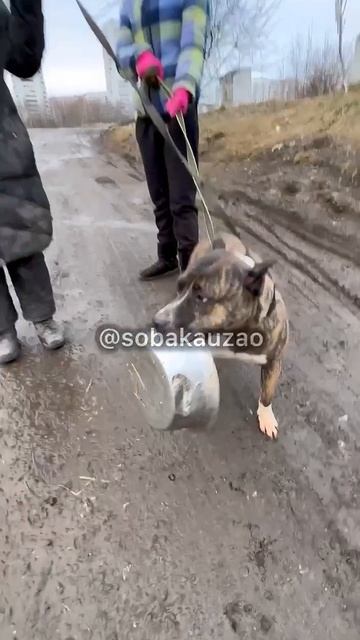 Стафф Майк очень стрессует в приюте.