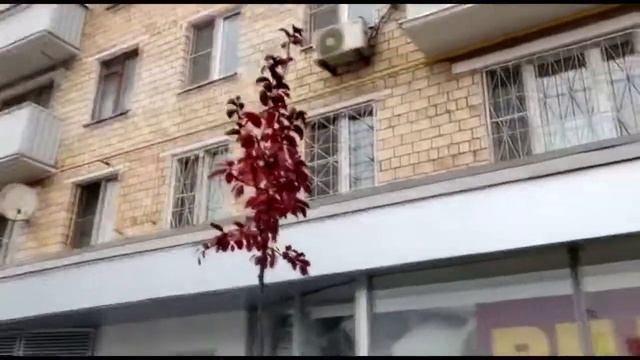 Кетеван Хараидзе. Я  это сделала! Новый газон в Тверском районе Москвы .