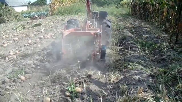 Мотоблок Мотор Січ МБ-9 копає картоплю на автопілоті 😆. Walk-behind tractor autopilot. 🇺🇦
