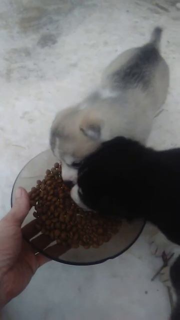 Маленькие собаки 2