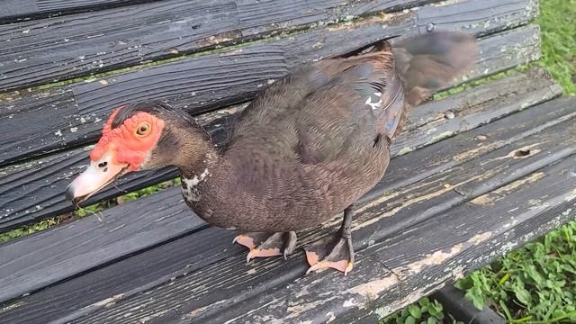 Muscovy ducks on a bench