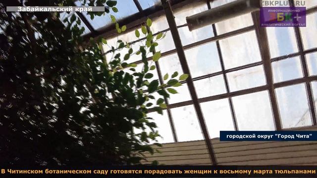 В Читинском ботаническом саду готовятся порадовать женщин к восьмому марта тюльпанами