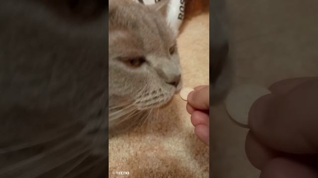 Я кормлю моего кота таблетками😋